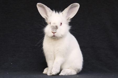 Kieran, Adoptable, Adult Male Californian.