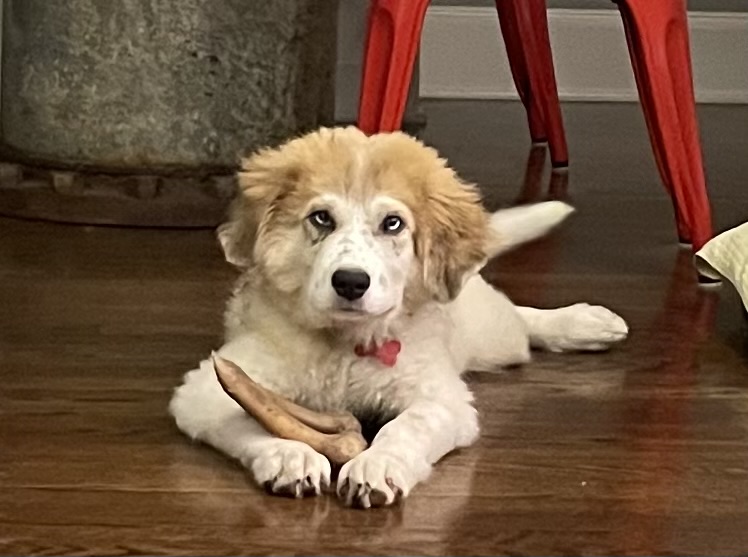 Dog for adoption Kelce, a Great Pyrenees Mix in Twin Falls, ID