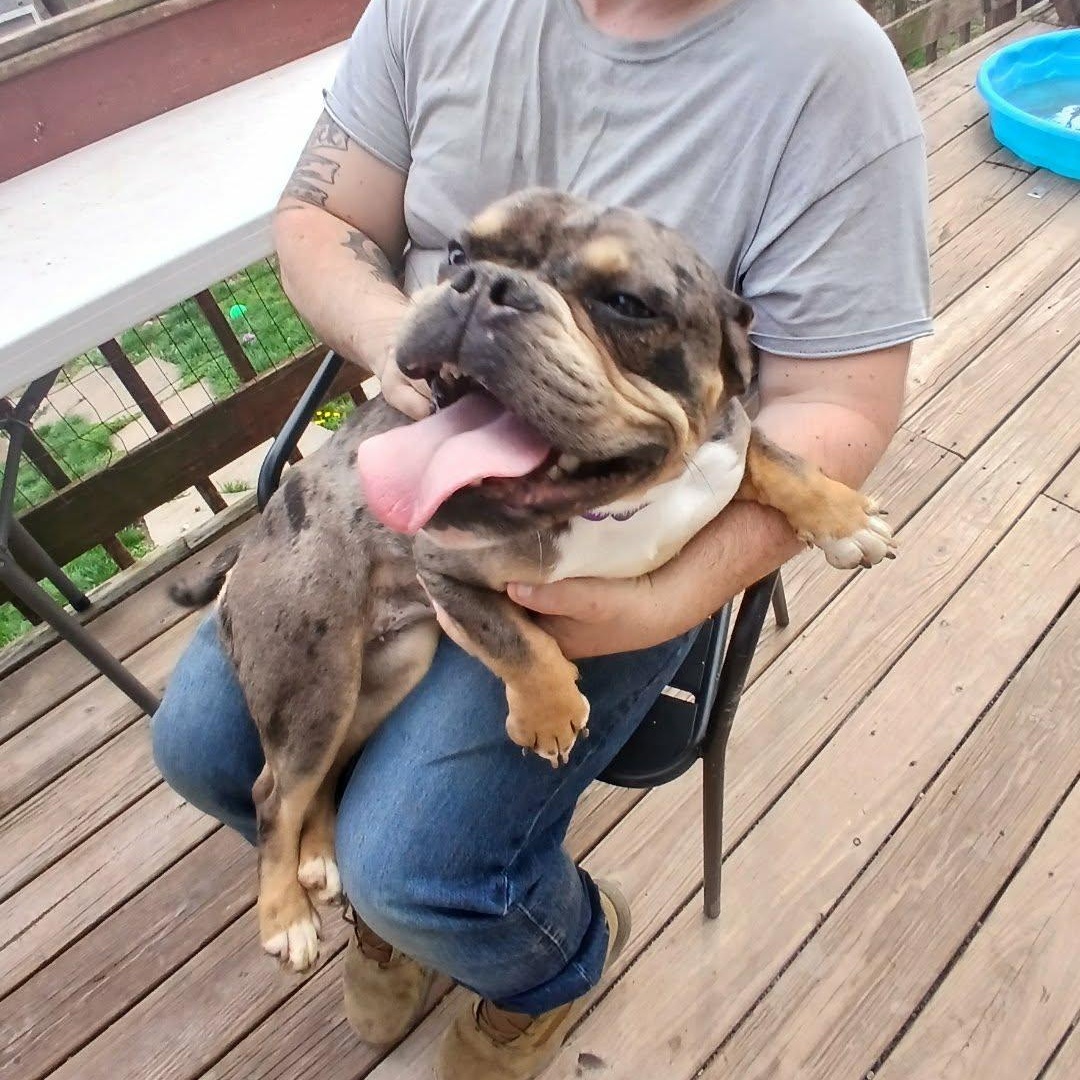 Enlarge Clementine, a ADOPTABLE American Bully in Saugerties, NY image 5/6