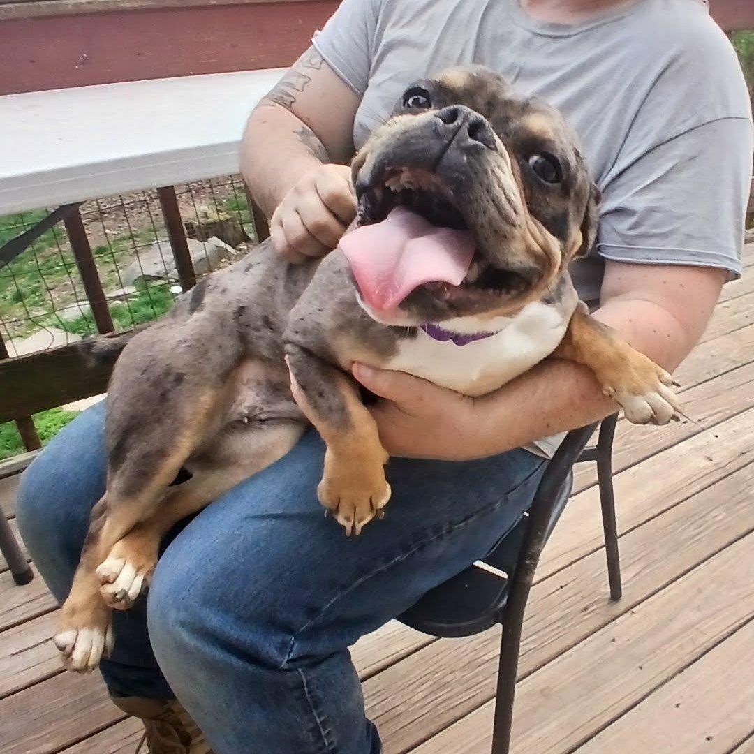 Enlarge Clementine, a ADOPTABLE American Bully in Saugerties, NY image 1/6