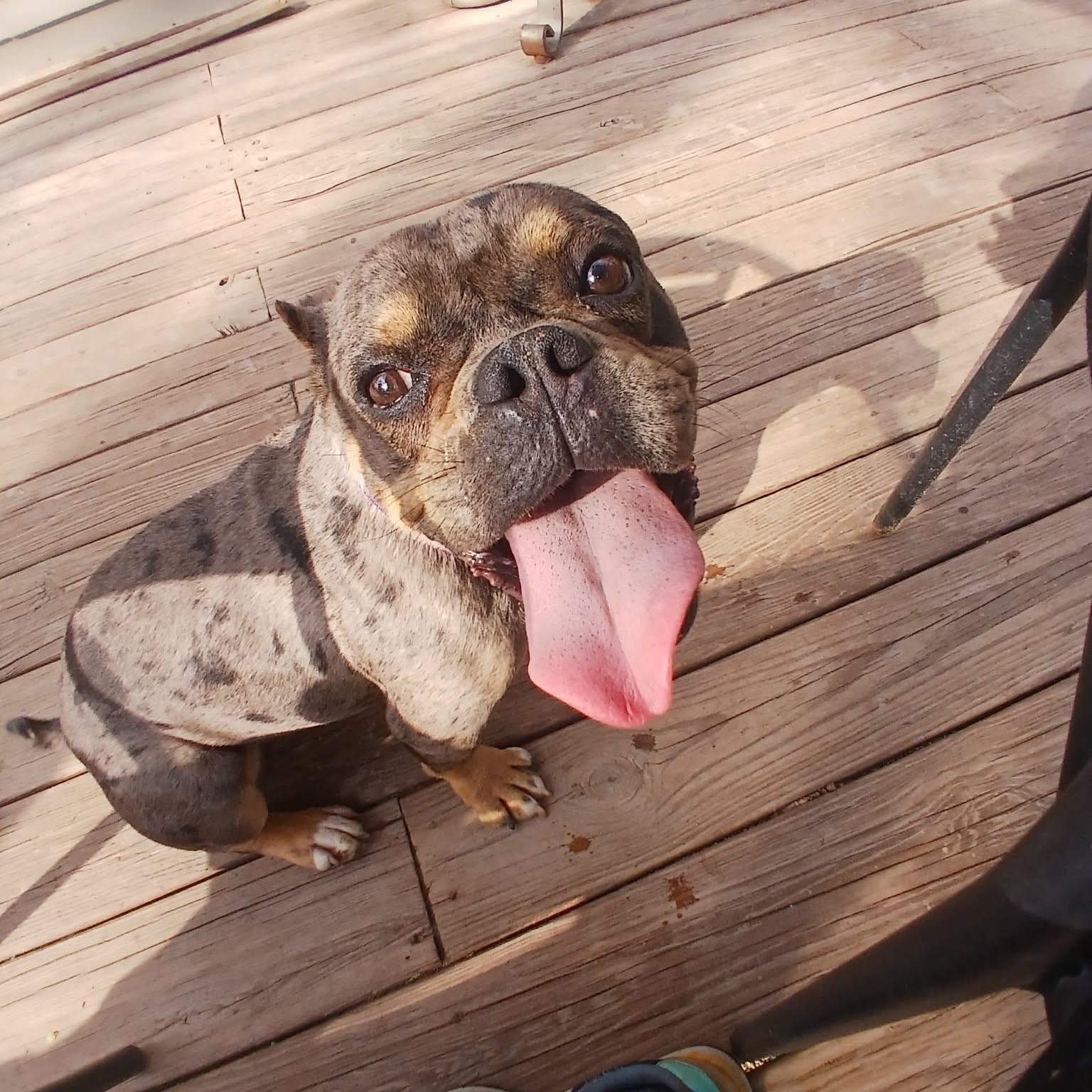 Enlarge Clementine, a ADOPTABLE American Bully in Saugerties, NY image 6/6