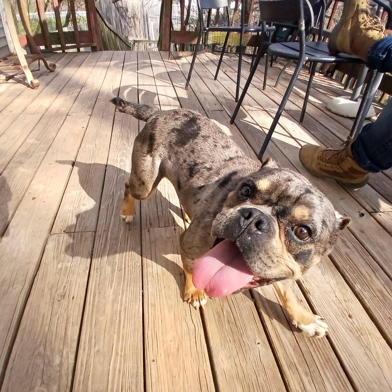 Enlarge Clementine, a ADOPTABLE American Bully in Saugerties, NY image 2/6