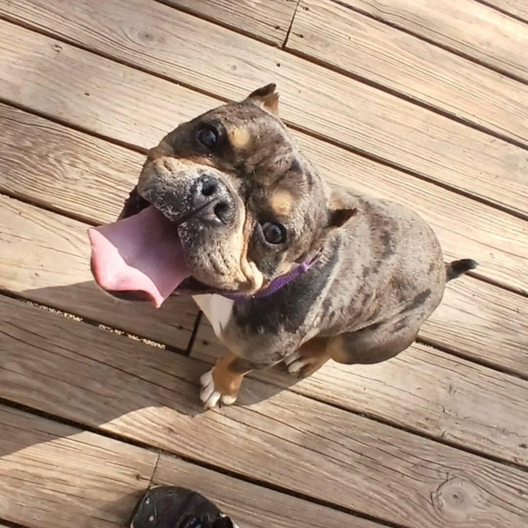 Enlarge Clementine, a ADOPTABLE American Bully in Saugerties, NY image 3/6
