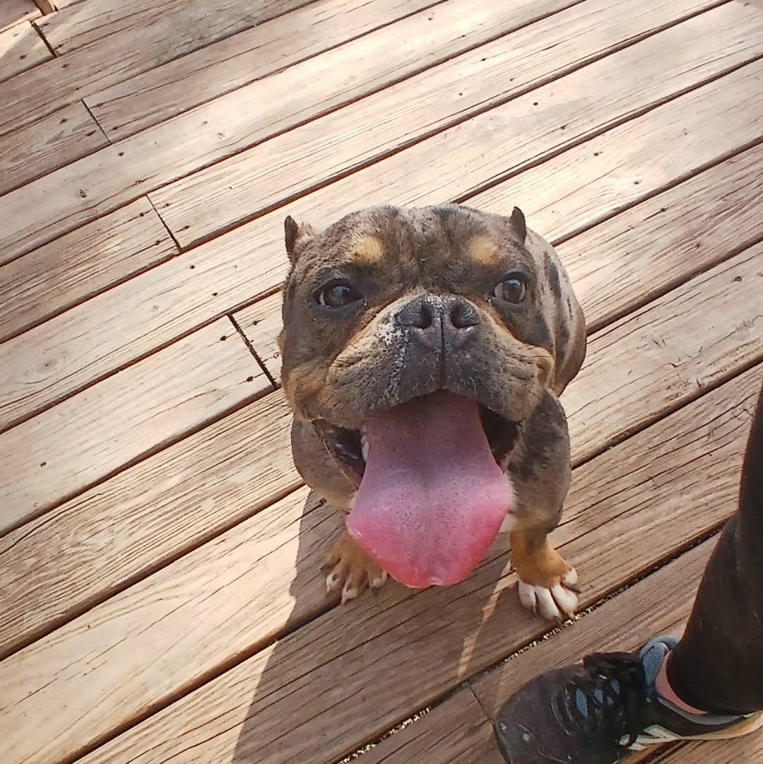 Enlarge Clementine, a ADOPTABLE American Bully in Saugerties, NY image 4/6