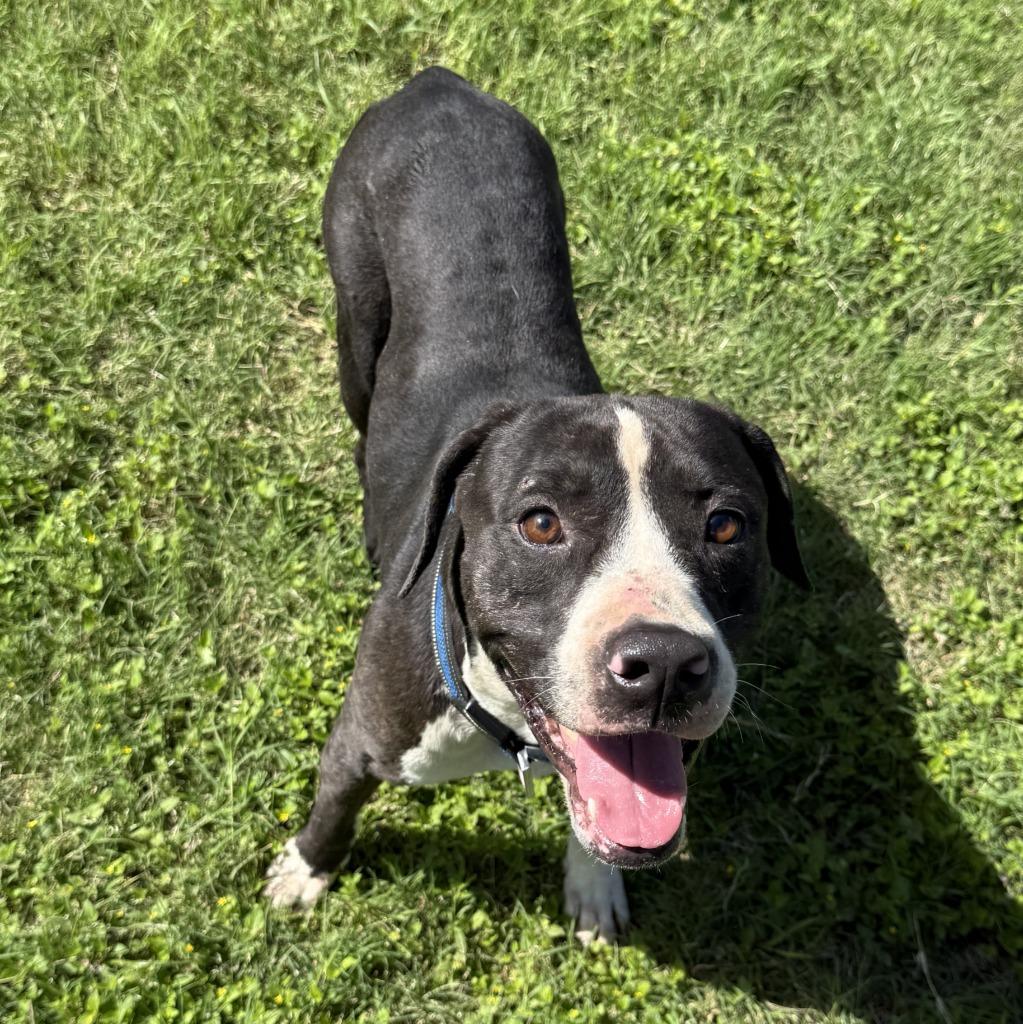 Monty, a Adoptable mixed breed in Brenham, TX image 2/6