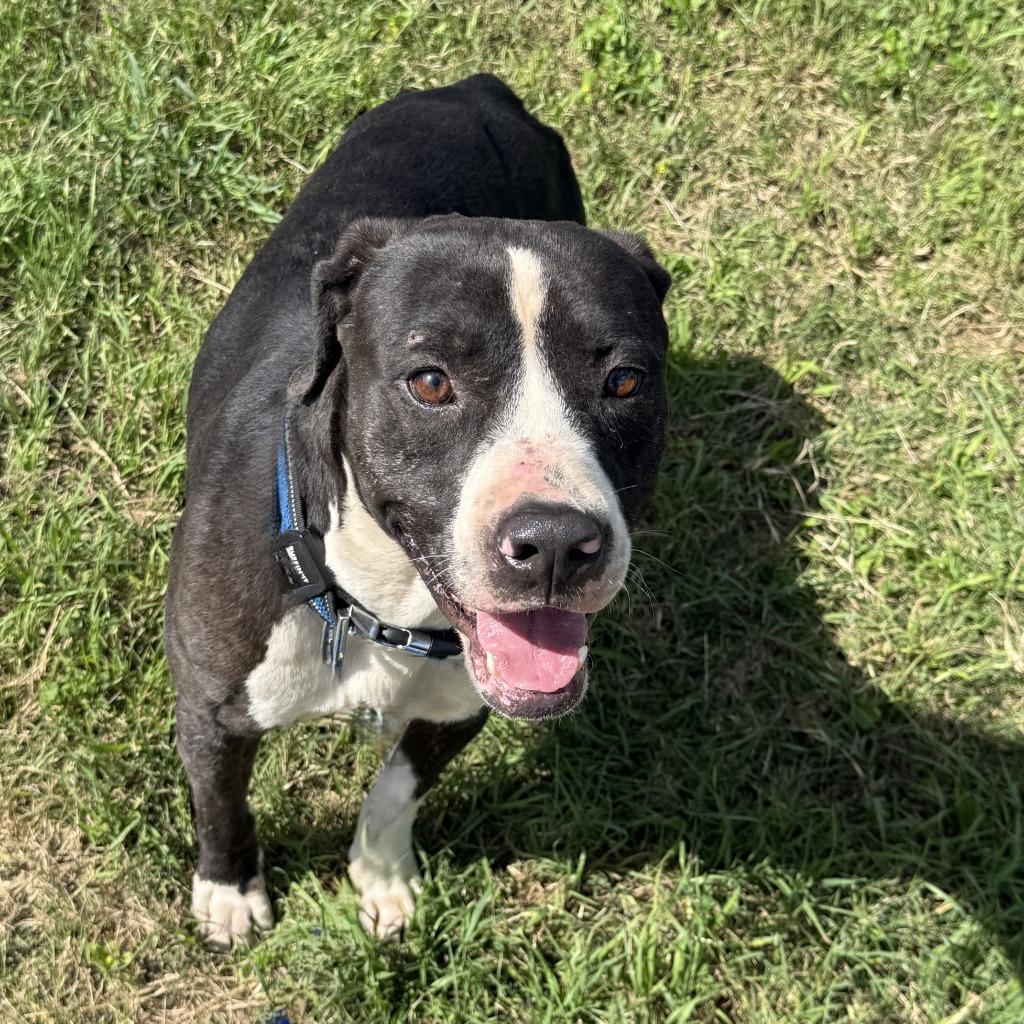 Monty, a Adoptable mixed breed in Brenham, TX image 4/6