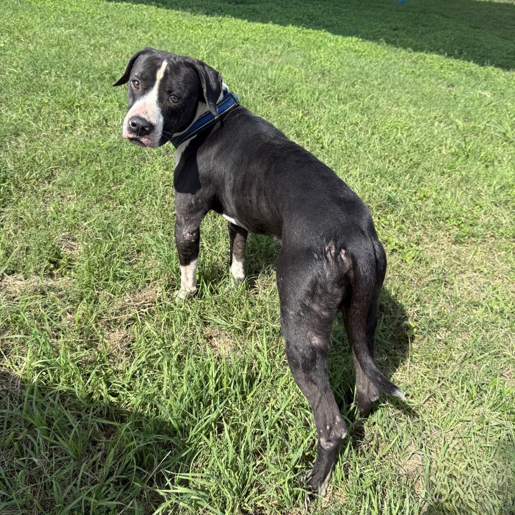 Monty, a Adoptable mixed breed in Brenham, TX image 3/6