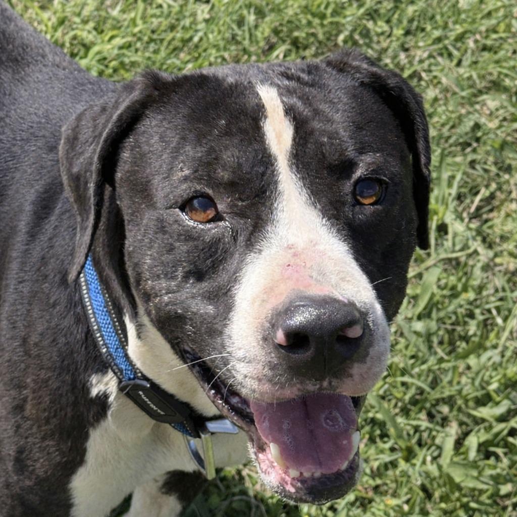 Monty, Adoptable, Young Male Labrador Retriever & Mixed Breed.