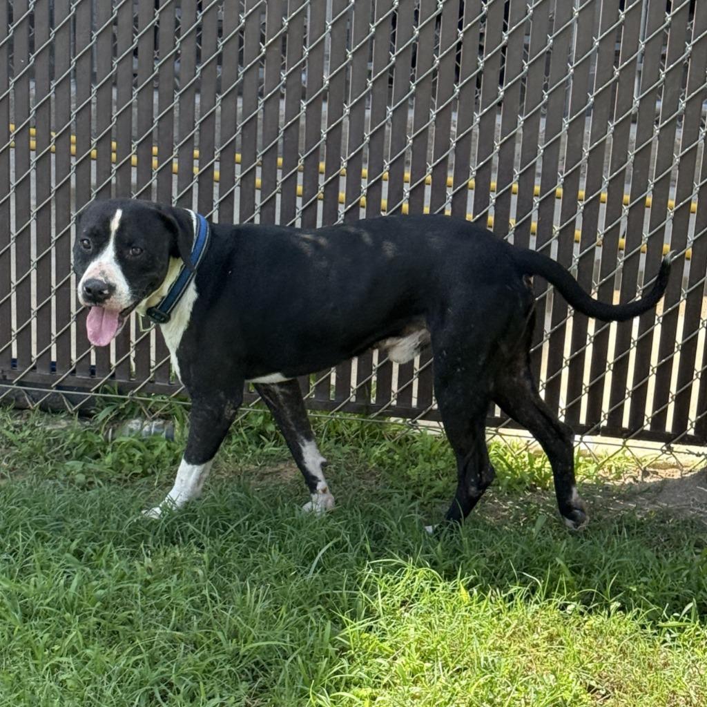 Monty, a Adoptable mixed breed in Brenham, TX image 5/6