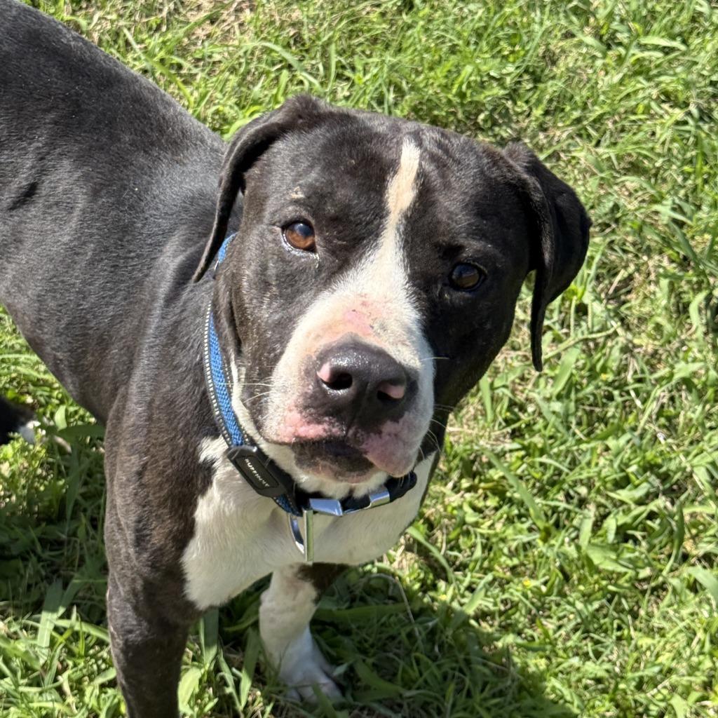 Monty, a Adoptable mixed breed in Brenham, TX image 6/6