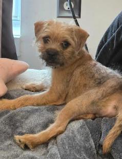Theo, a Adoptable mixed breed in Portland, ME image 4/6