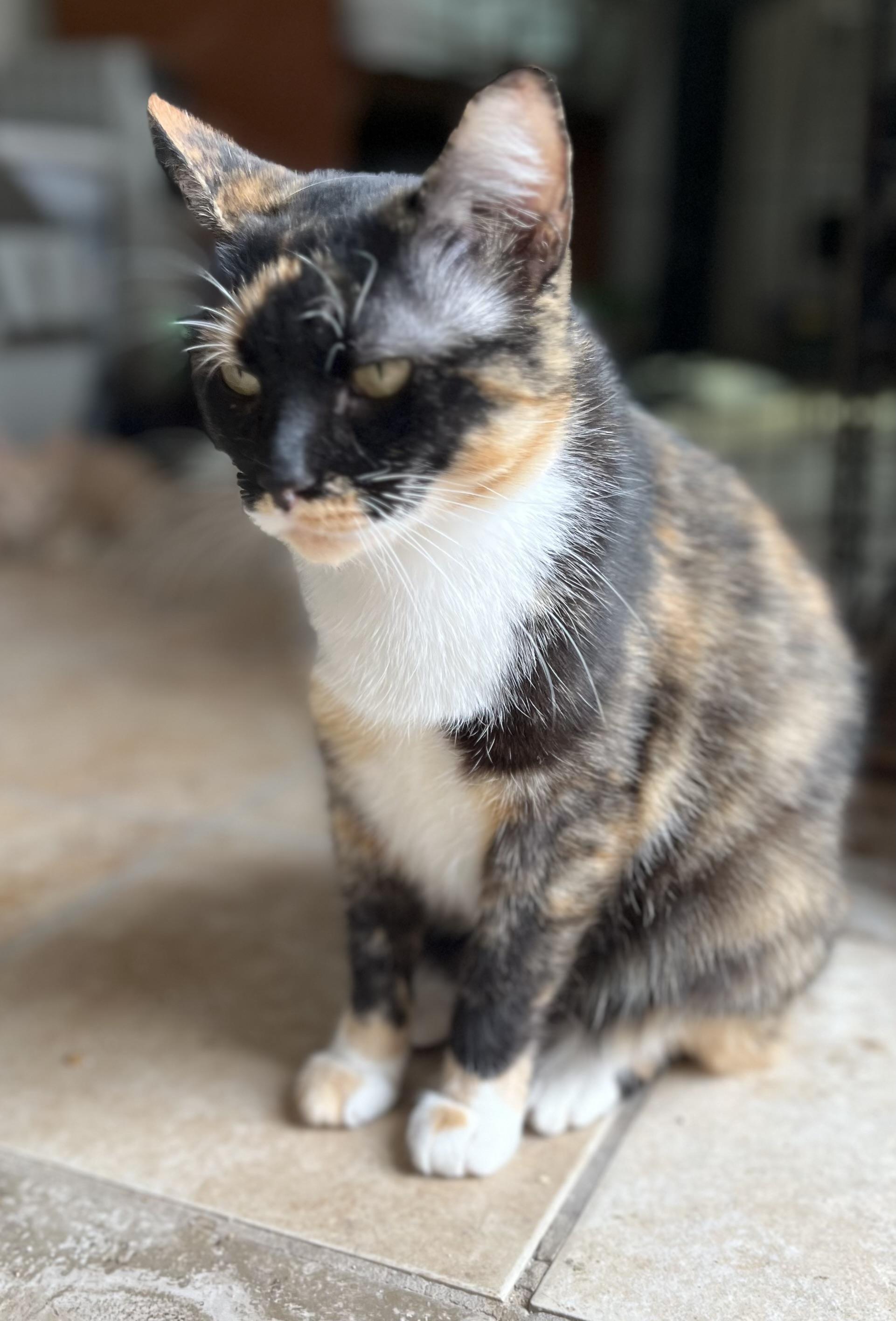 Calypso, Adoptable, Adult Female Calico.
