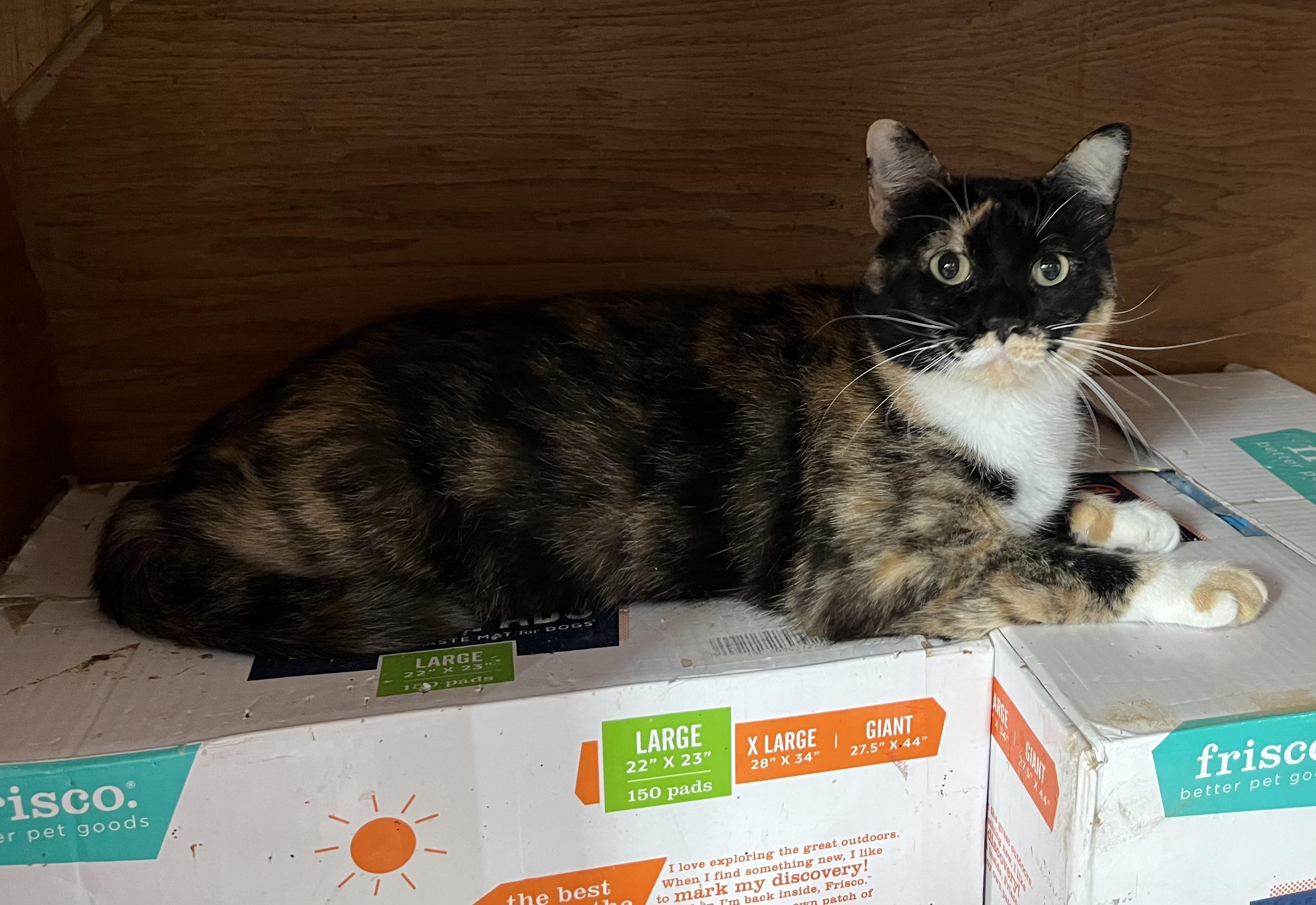 Calypso, an adoptable Calico in Lubbock, TX, 79424 | Photo Image 3