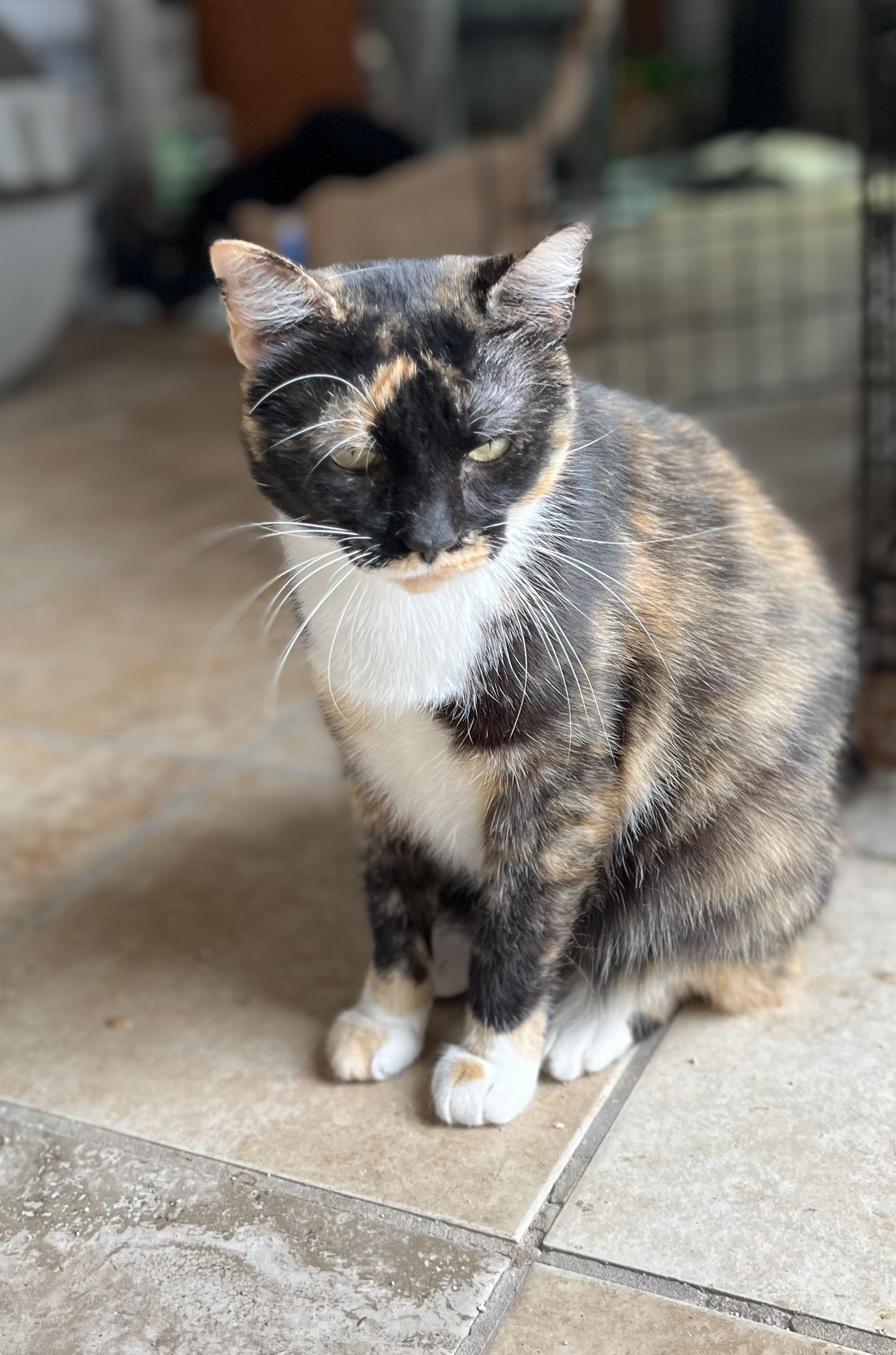 Calypso, an adoptable Calico in Lubbock, TX, 79424 | Photo Image 2
