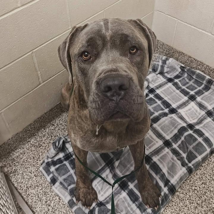 Tofu, Adopted, Adult Male Cane Corso.