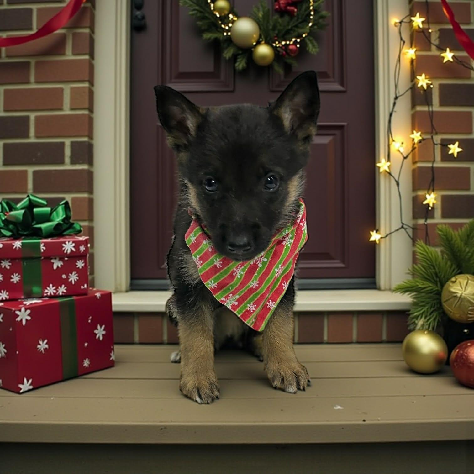 Enlarge Doc, a Adoptable mixed breed in Downers Grove, IL , IL image 1/5