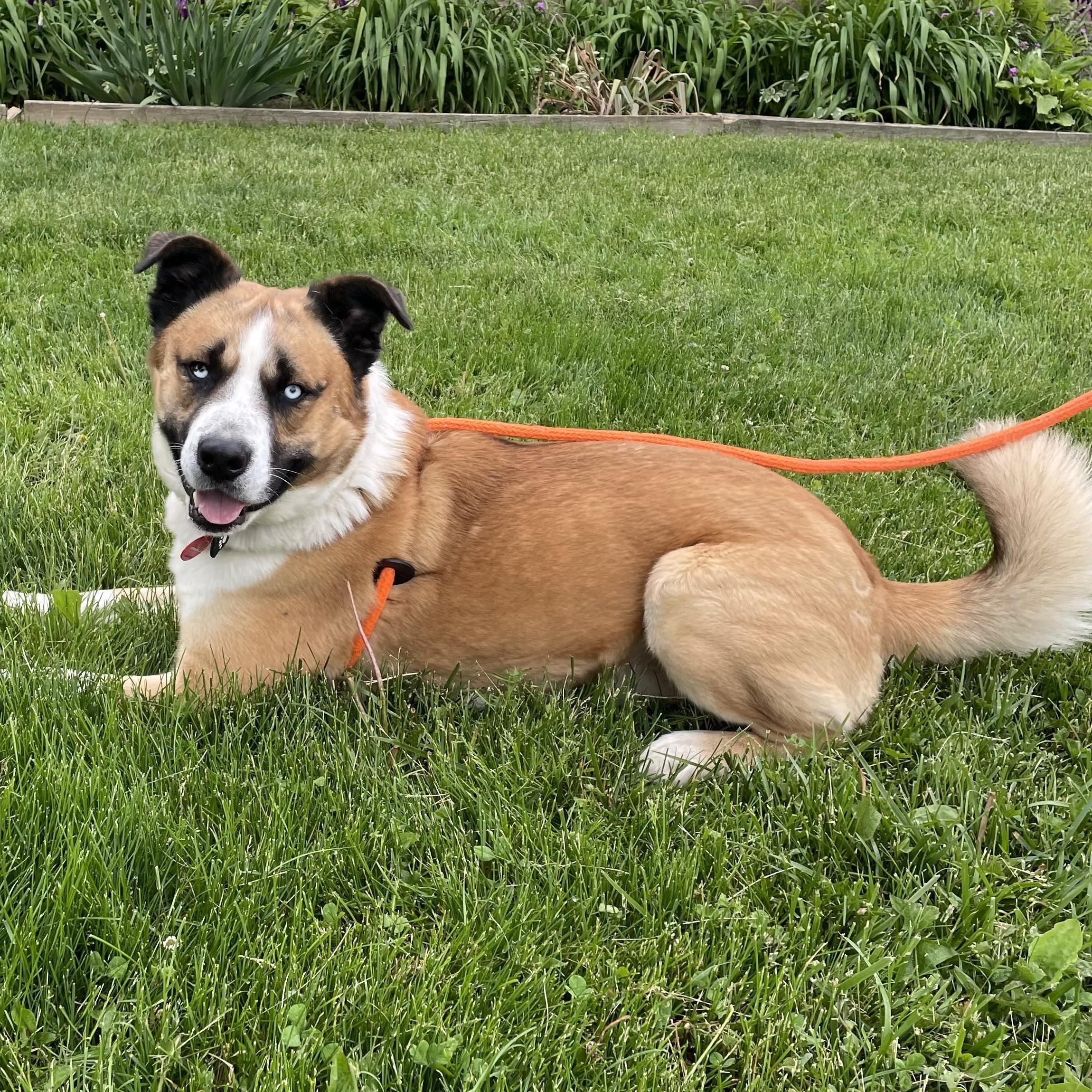 Enlarge Deuce, a ADOPTABLE mixed breed in Oxford, MI image 4/6