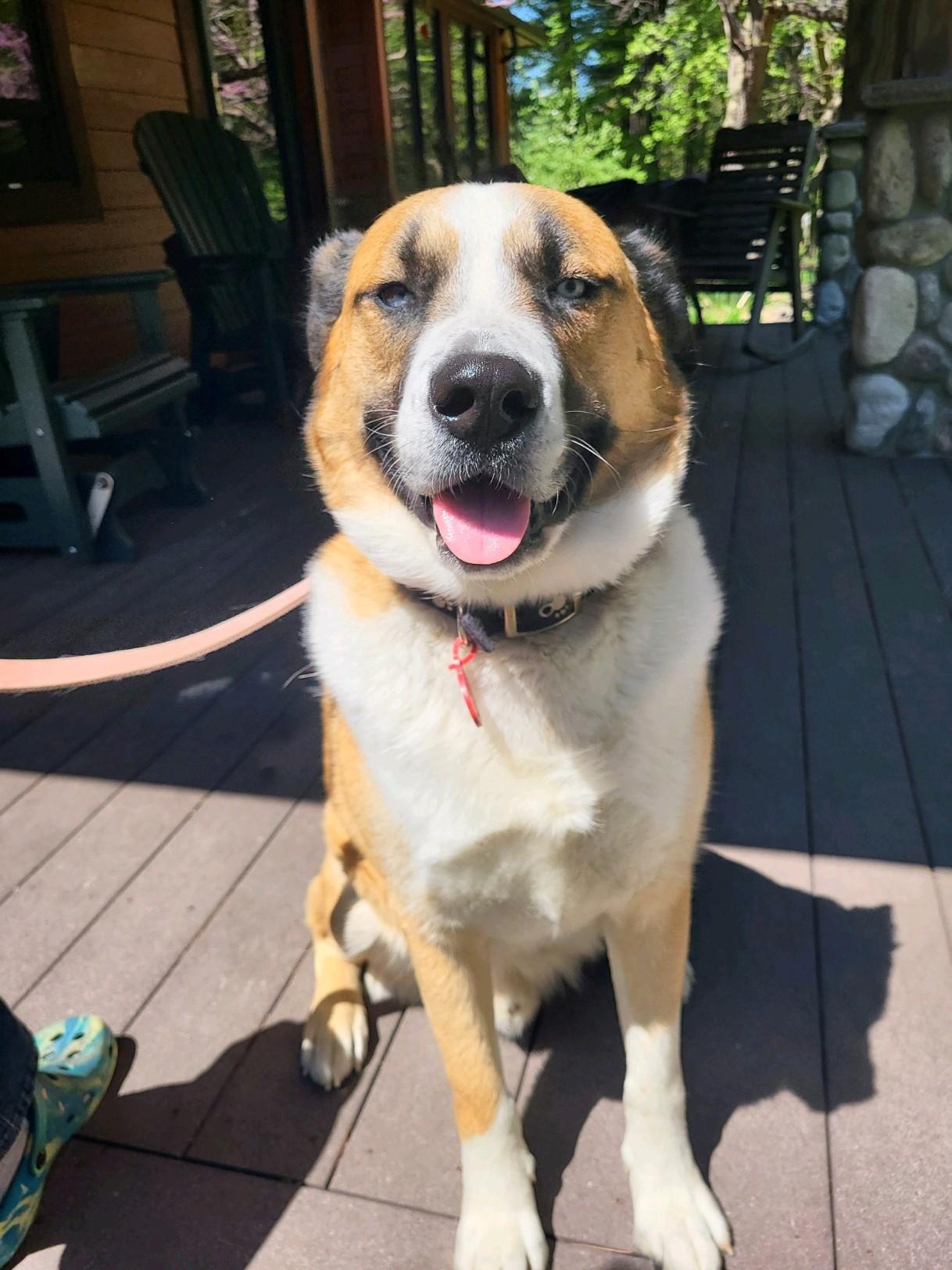 Deuce, ADOPTABLE, Senior Male Siberian Husky & Boxer.