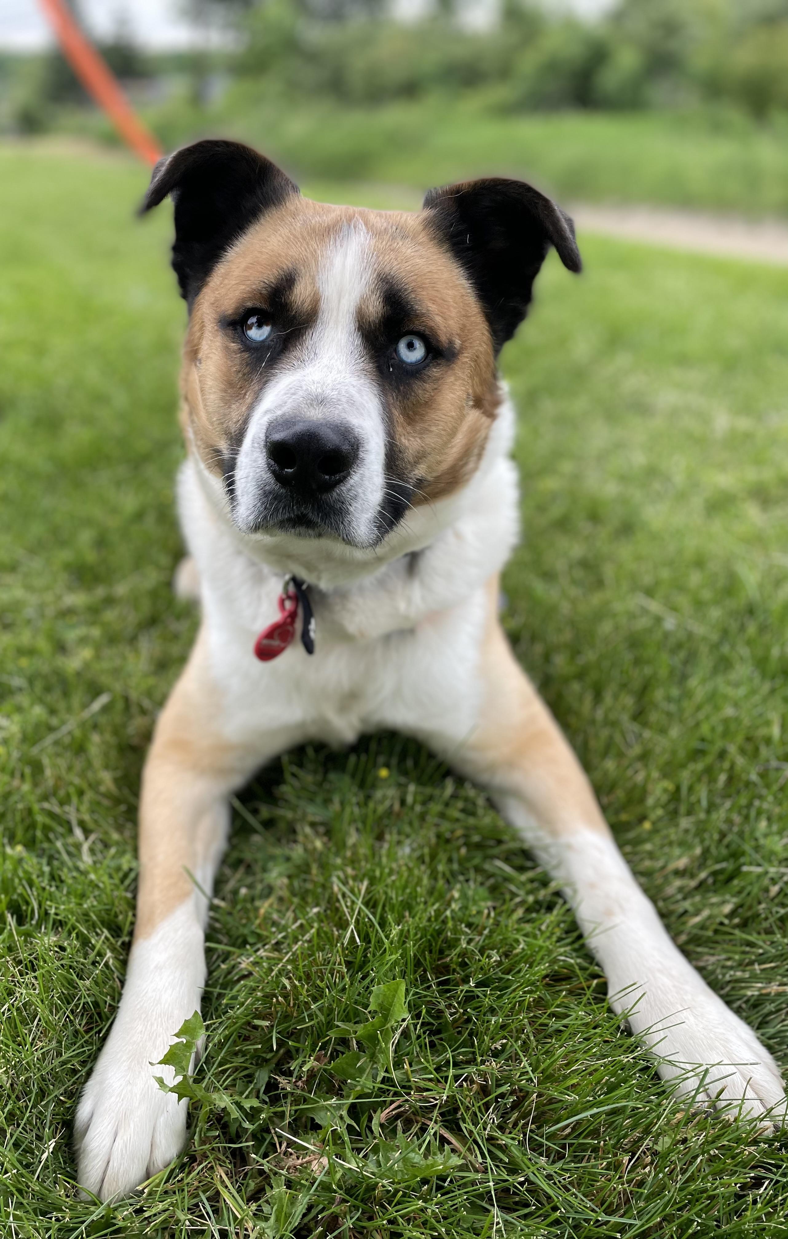 Enlarge Deuce, a ADOPTABLE mixed breed in Oxford, MI image 2/6