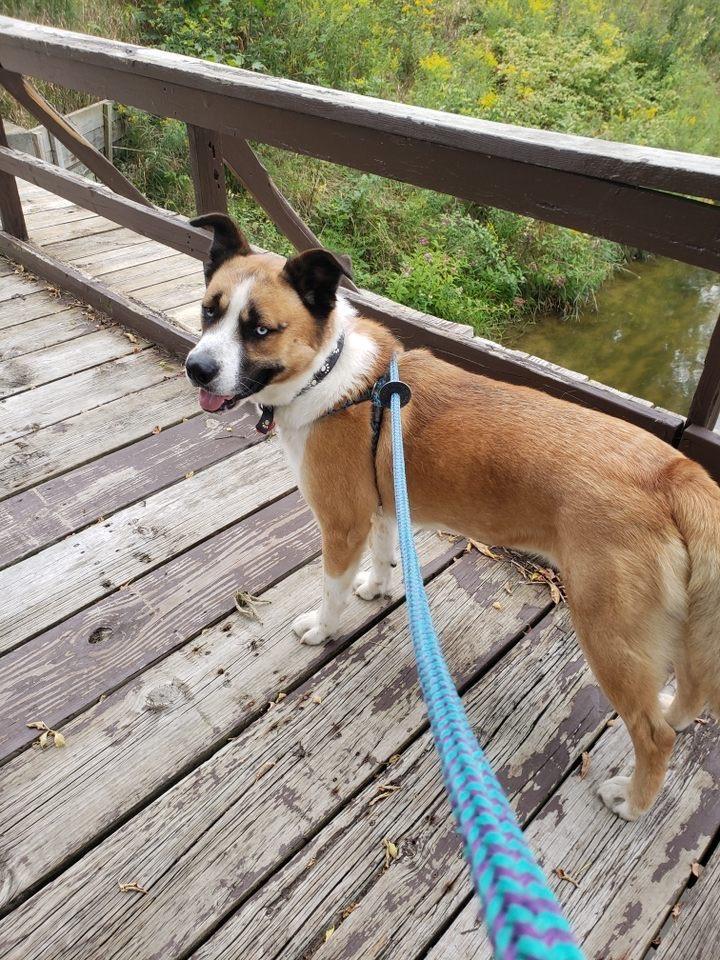 Enlarge Deuce, a ADOPTABLE mixed breed in Oxford, MI image 5/6
