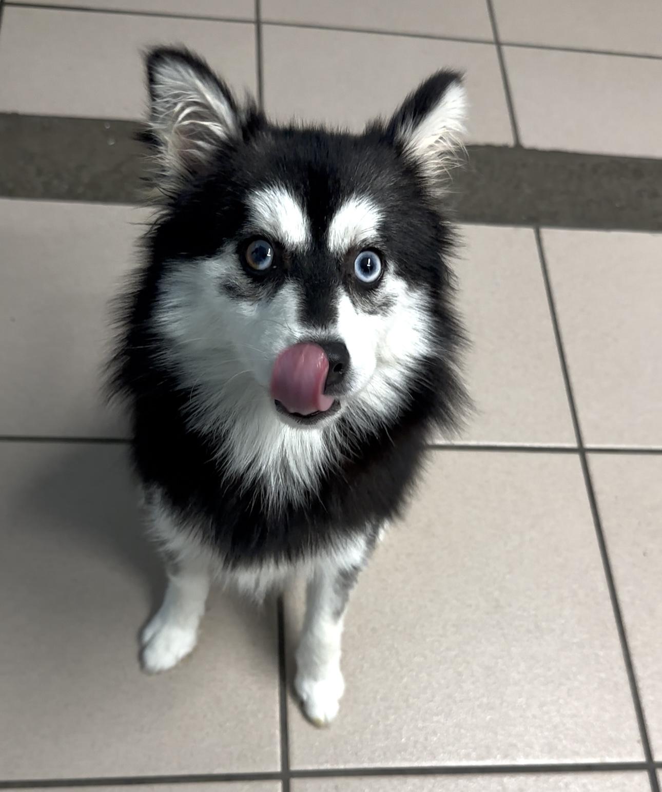 Enlarge Mint, a Adopted mixed breed in New Port Richey, FL image 1/3