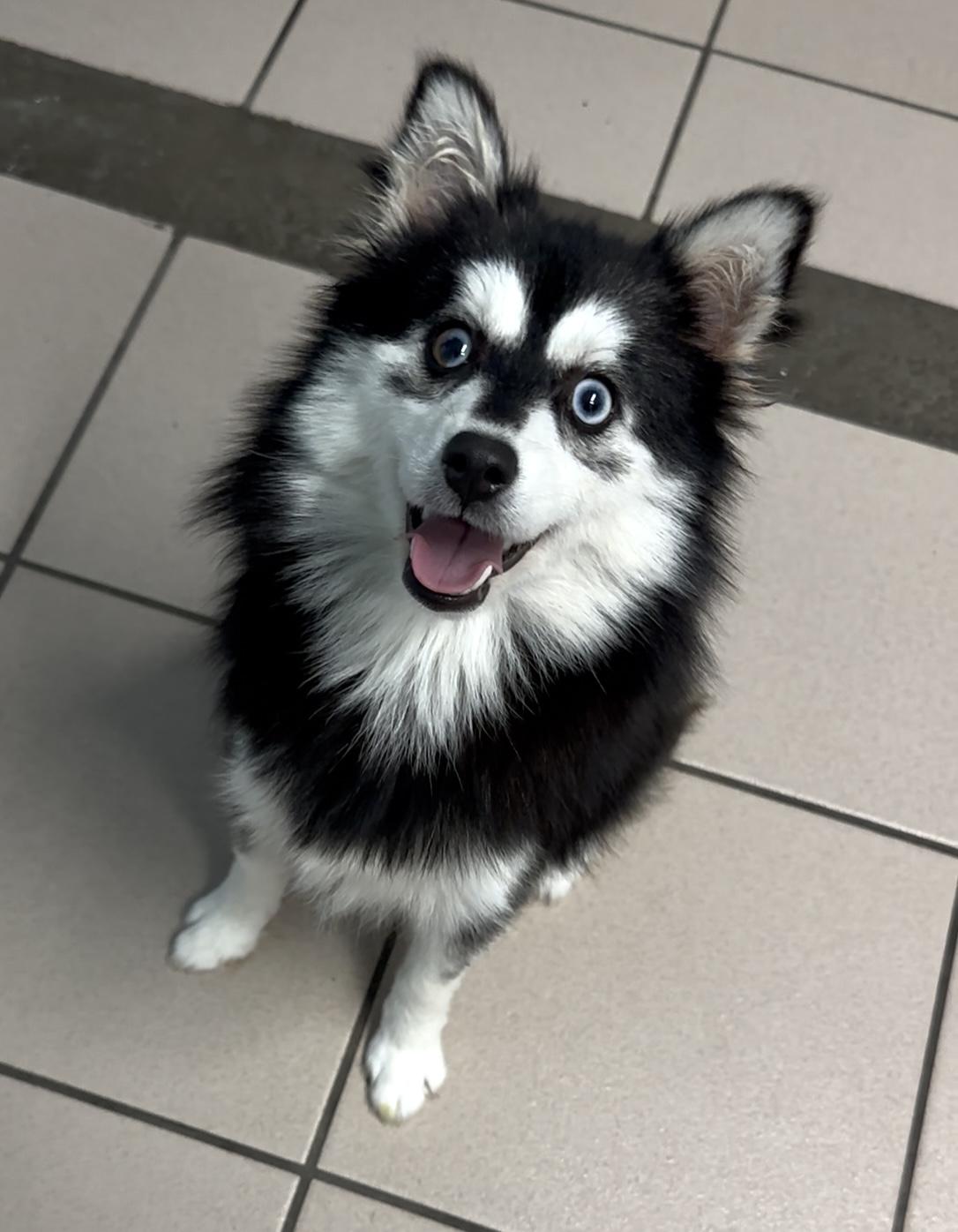 Enlarge Mint, a Adopted mixed breed in New Port Richey, FL image 2/3