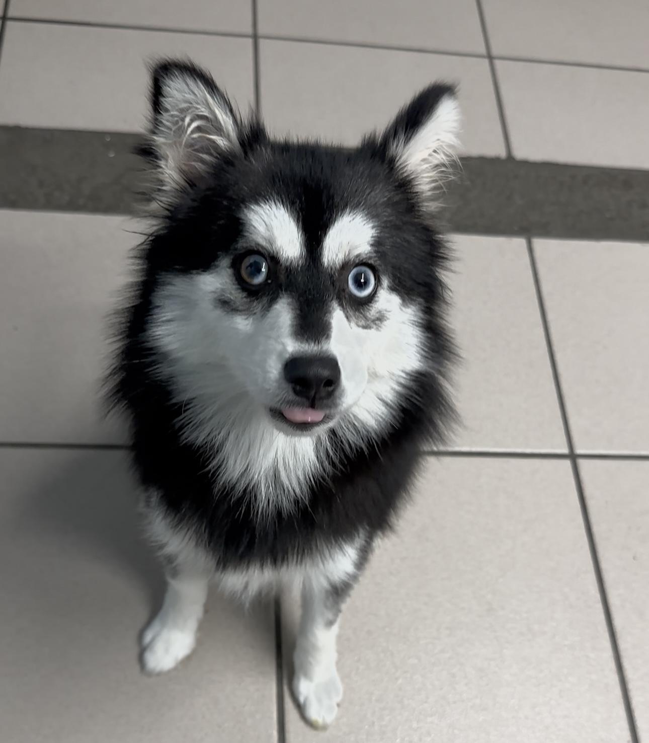 Mint, Adopted, Adult Female Husky & Pomeranian.