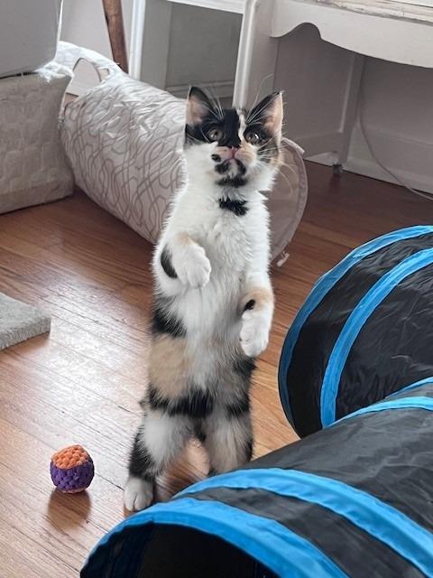 Lantana — thumbnail 2