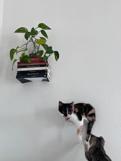 Lantana — thumbnail 4