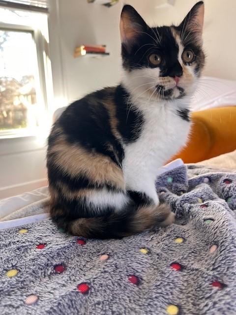 Lantana — thumbnail 5