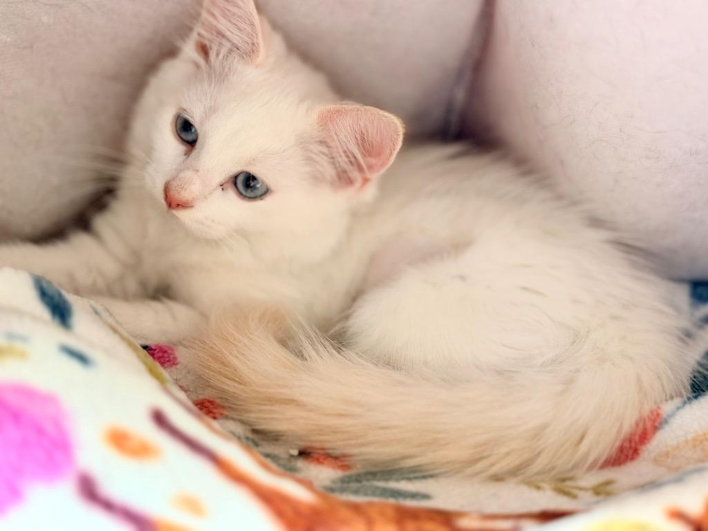 Cloudy, Adopted, Kitten Female Domestic Long Hair.