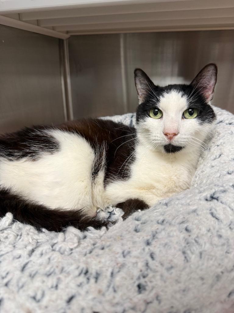 Ramona, Adoptable, Senior Female Domestic Short Hair.