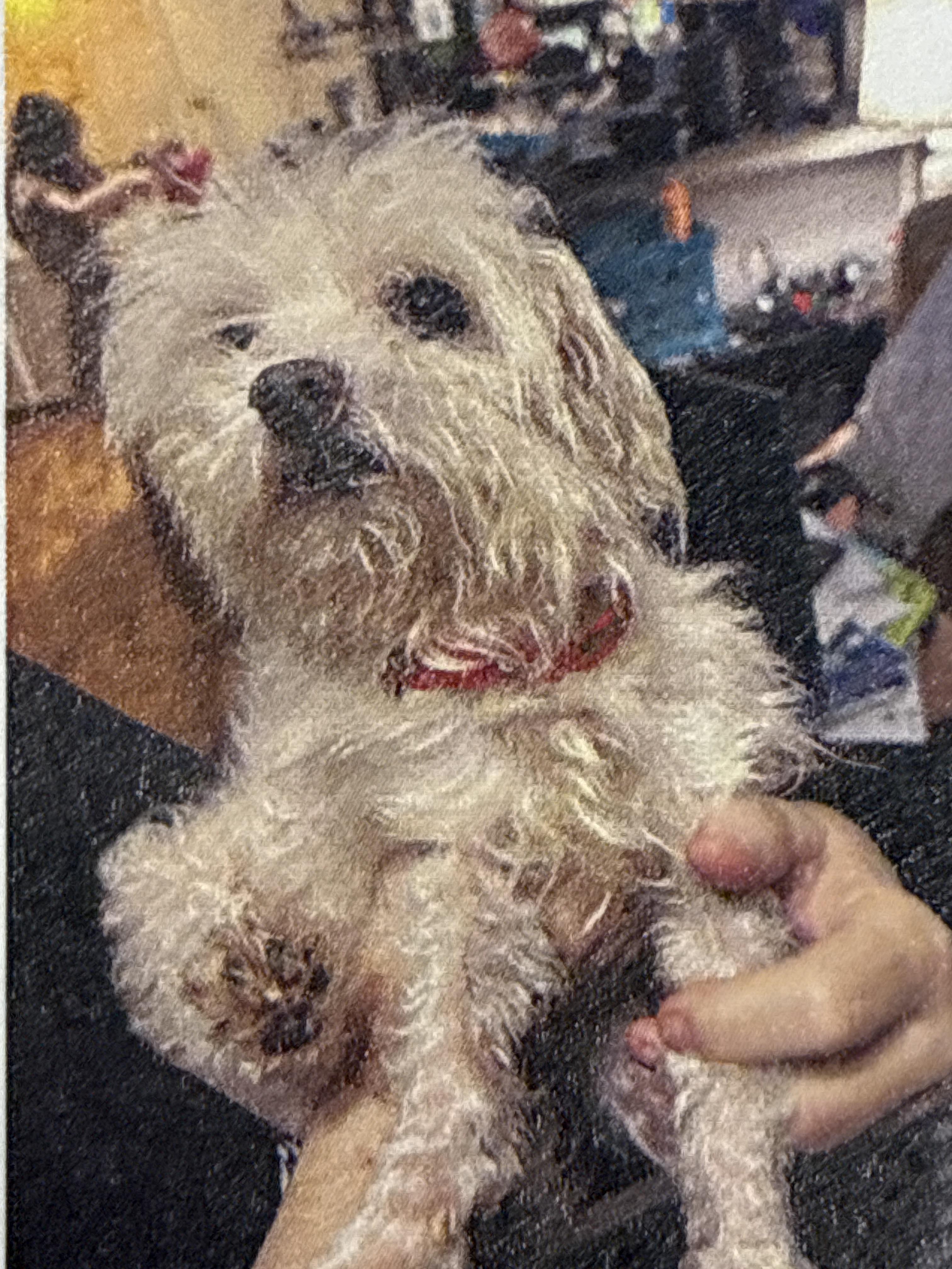 Enlarge Pico, a Adoptable Maltese in Houston, TX image 1/2