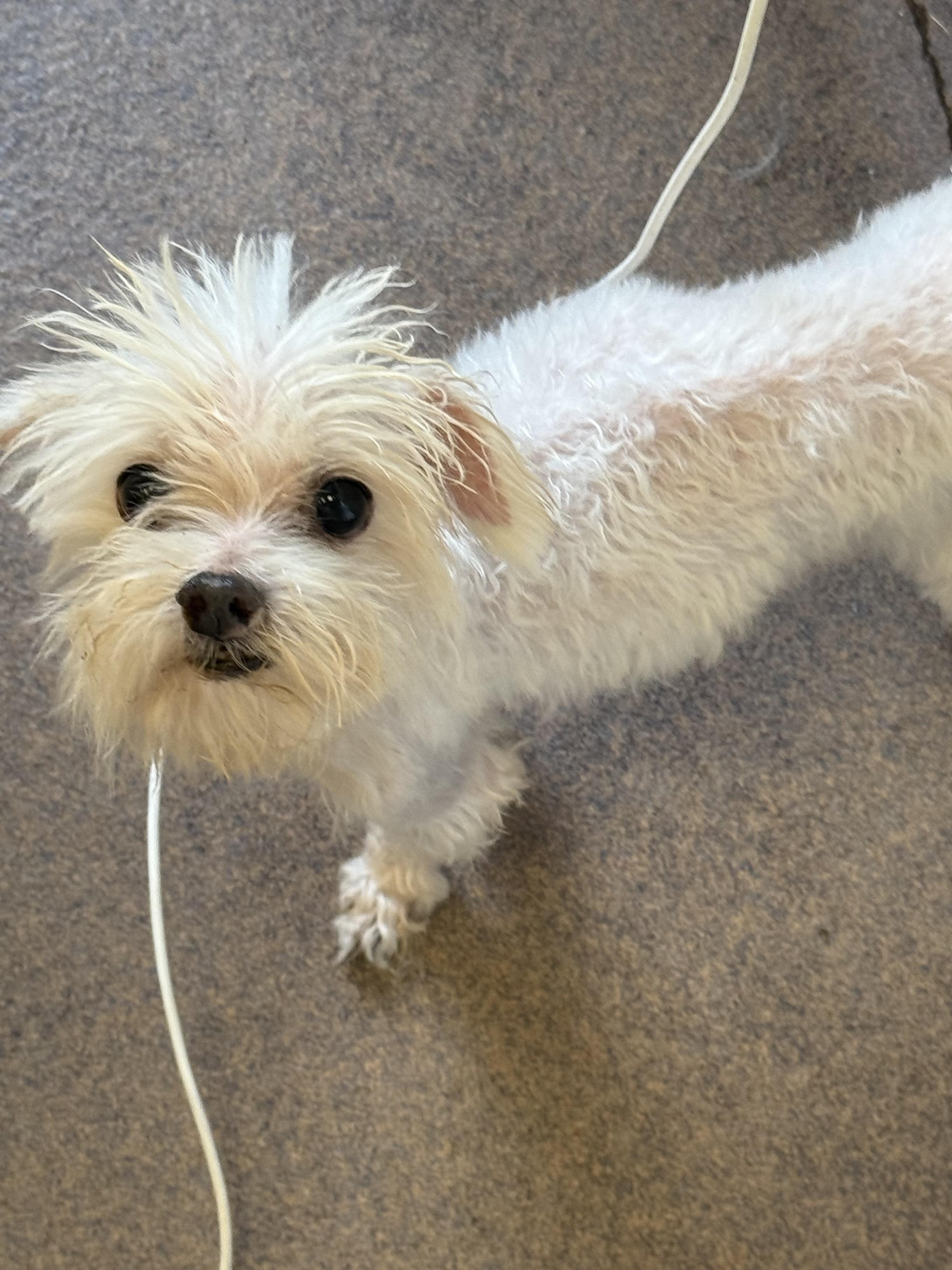 Enlarge Pico, a Adoptable Maltese in Houston, TX image 2/2