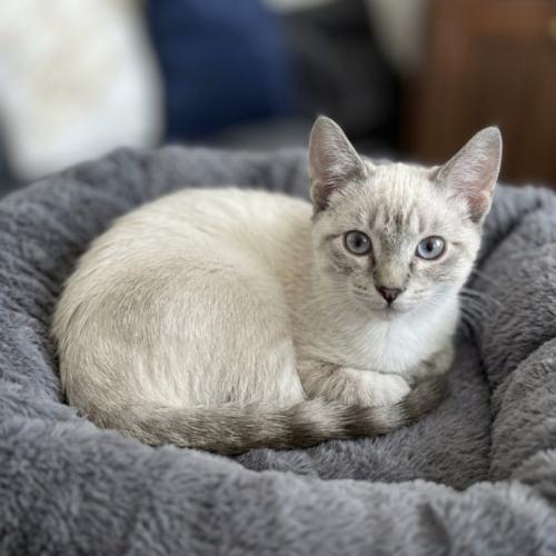Enlarge Ajax (Shakey), a Adoptable Siamese in Coachella, CA image 1/2