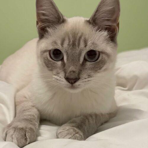 Enlarge Ajax (Shakey), a Adoptable Siamese in Coachella, CA image 2/2