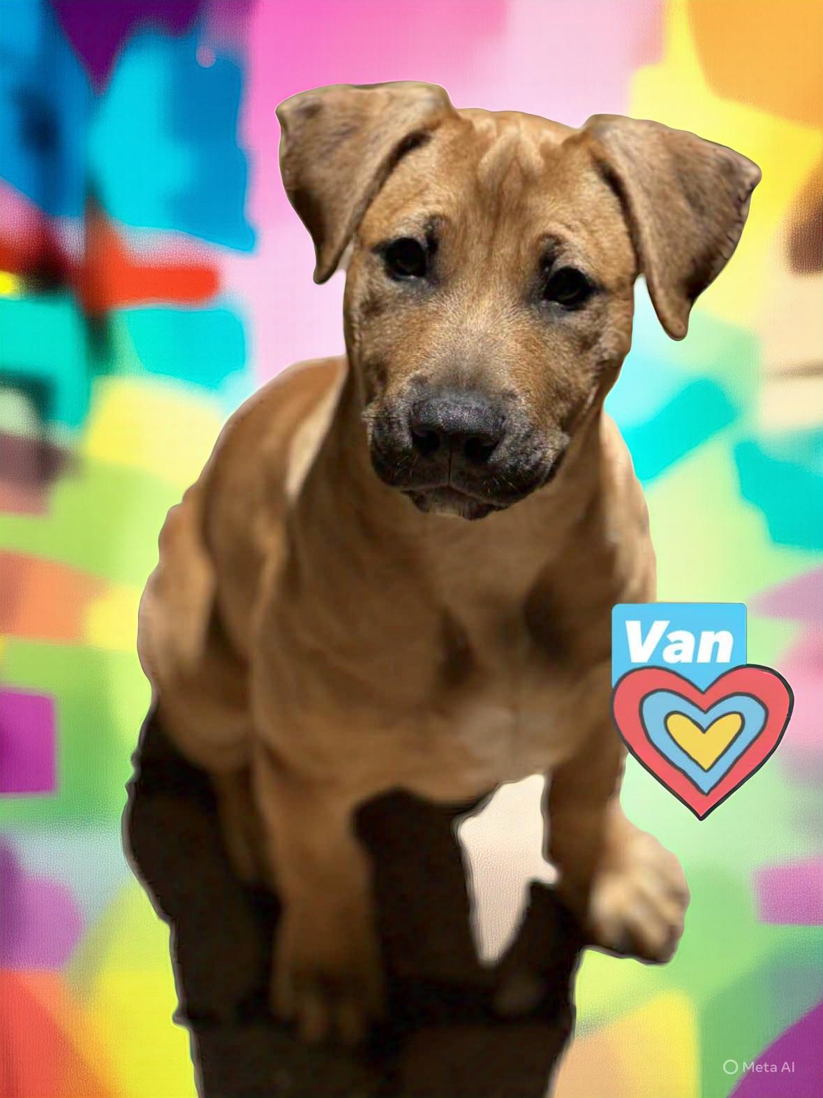 Van, a Adoptable mixed breed in Bothell, WA image 5/6