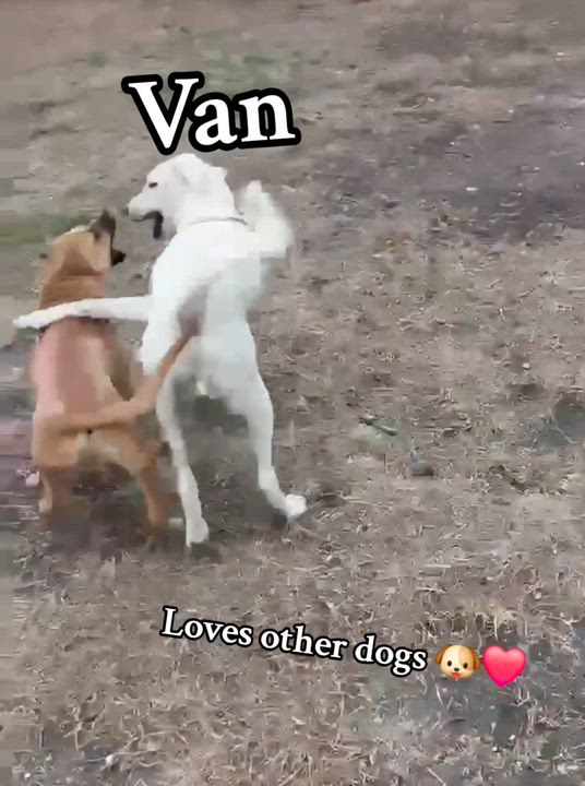 Enlarge Van, a Adoptable mixed breed in Bothell, WA video 3/6