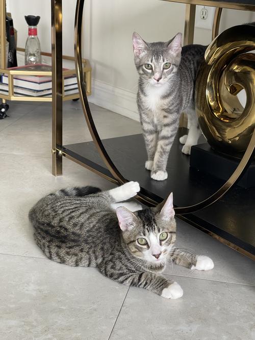Bonded Pair: Waffles & Mittens, Adopted, Young Male Domestic Short Hair.
