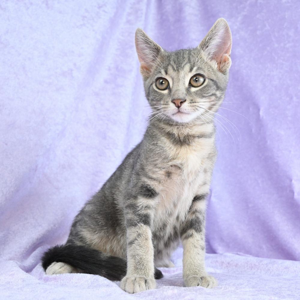 Enlarge Yoshi, a Adoptable Domestic Short Hair in Mobile, AL image 1/6