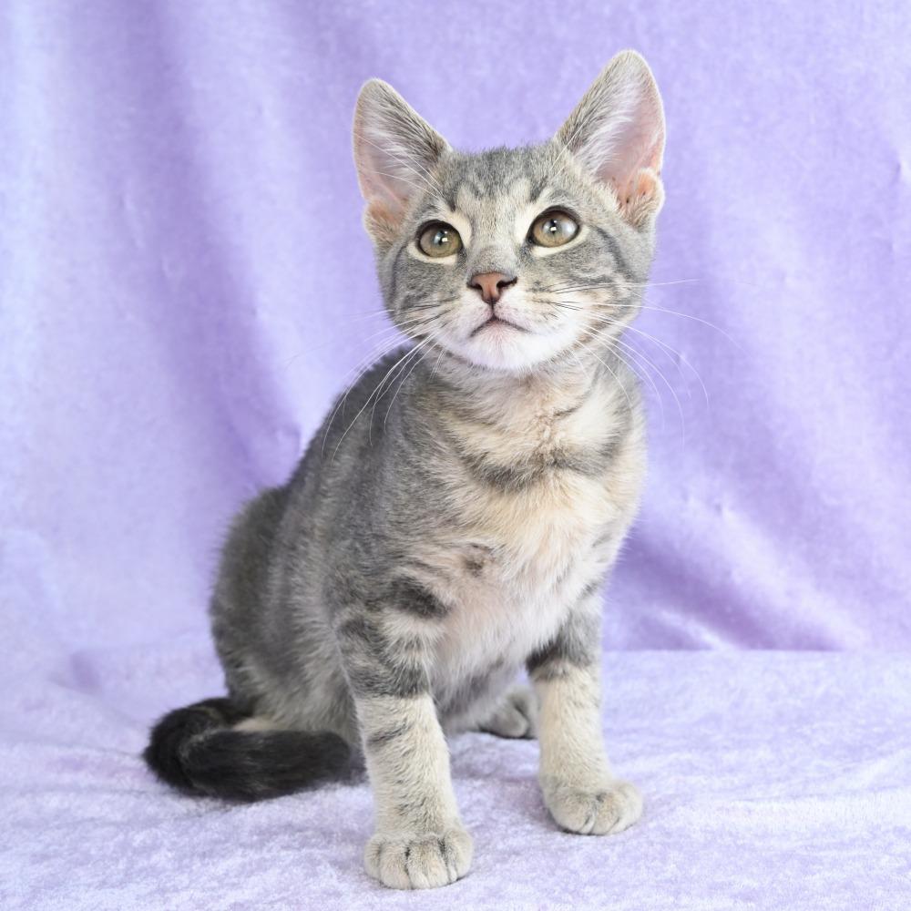 Enlarge Yoshi, a Adoptable Domestic Short Hair in Mobile, AL image 2/6