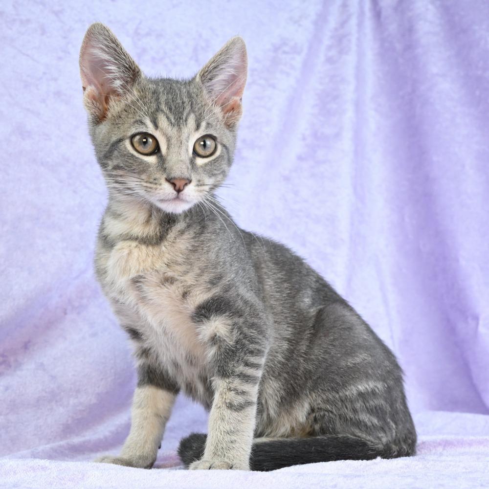 Enlarge Yoshi, a Adoptable Domestic Short Hair in Mobile, AL image 3/6