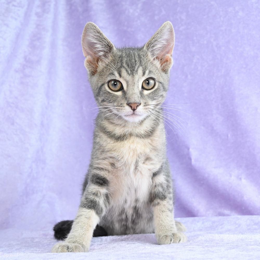 Enlarge Yoshi, a Adoptable Domestic Short Hair in Mobile, AL image 4/6