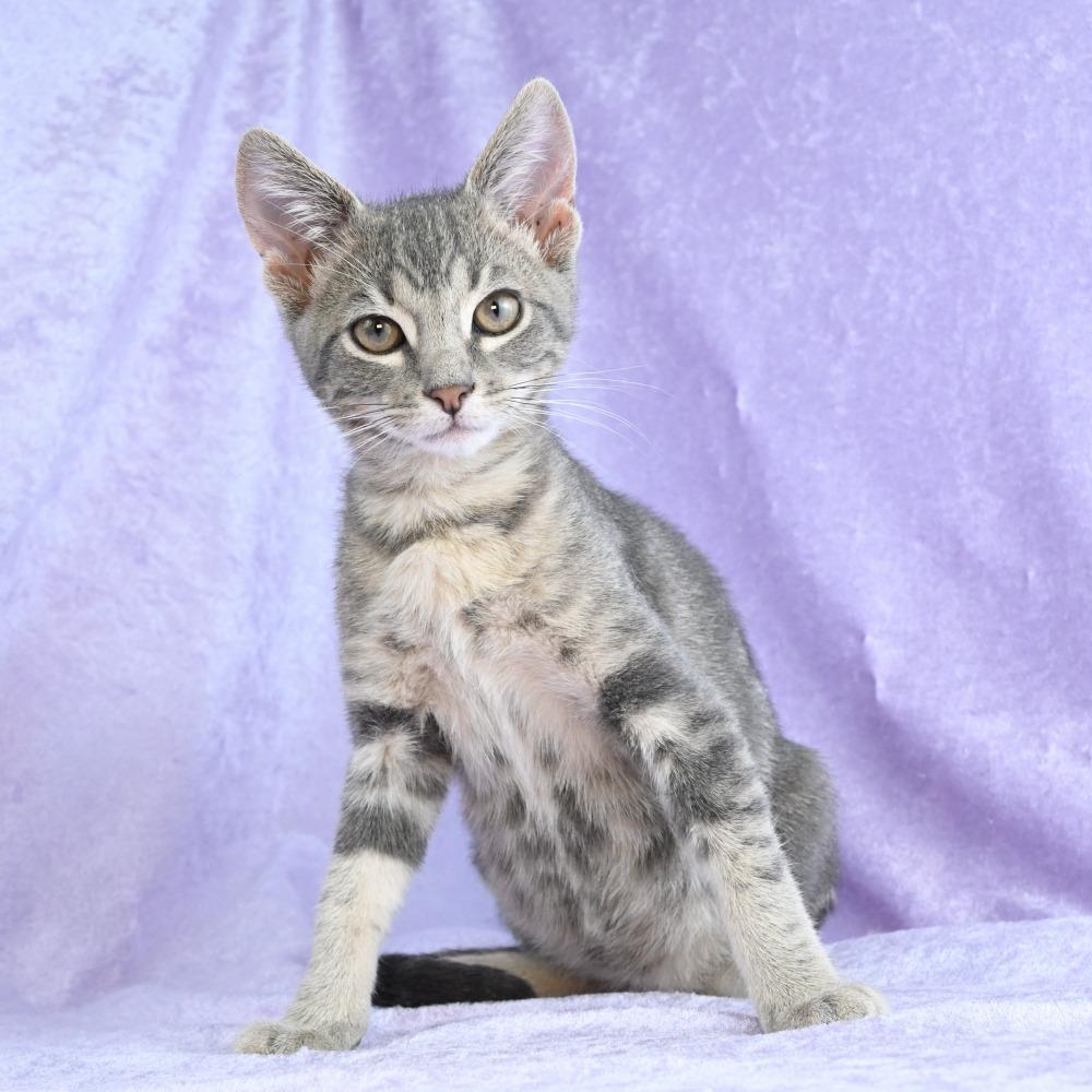 Enlarge Yoshi, a Adoptable Domestic Short Hair in Mobile, AL image 5/6