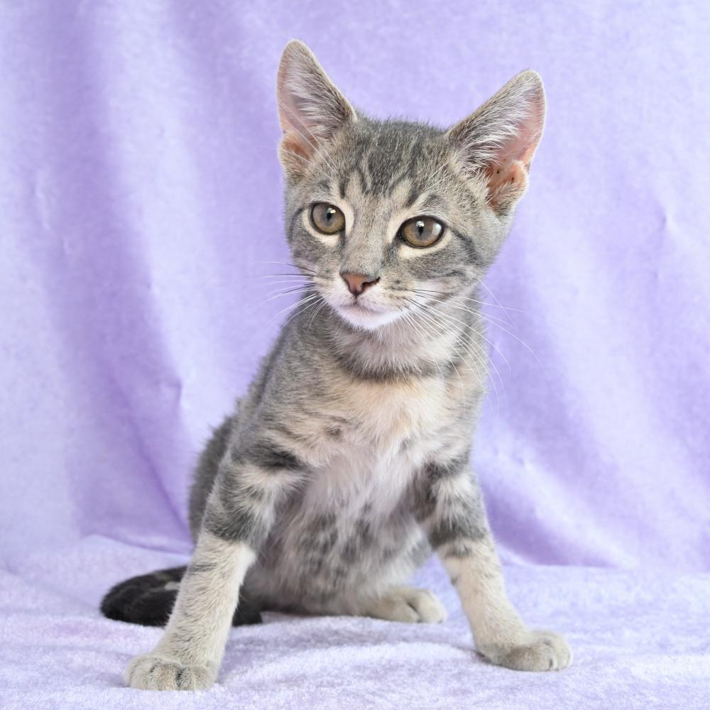 Enlarge Yoshi, a Adoptable Domestic Short Hair in Mobile, AL image 6/6