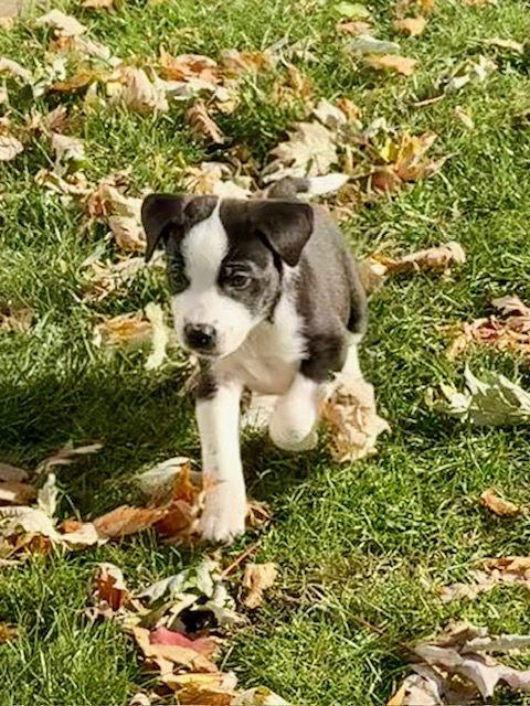 Hazelnut Leaf, Adoptable, Puppy Female Labrador Retriever & Collie.