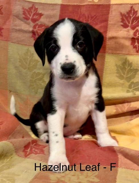 Hazelnut Leaf, a Adoptable mixed breed in Hillside, IL image 3/3