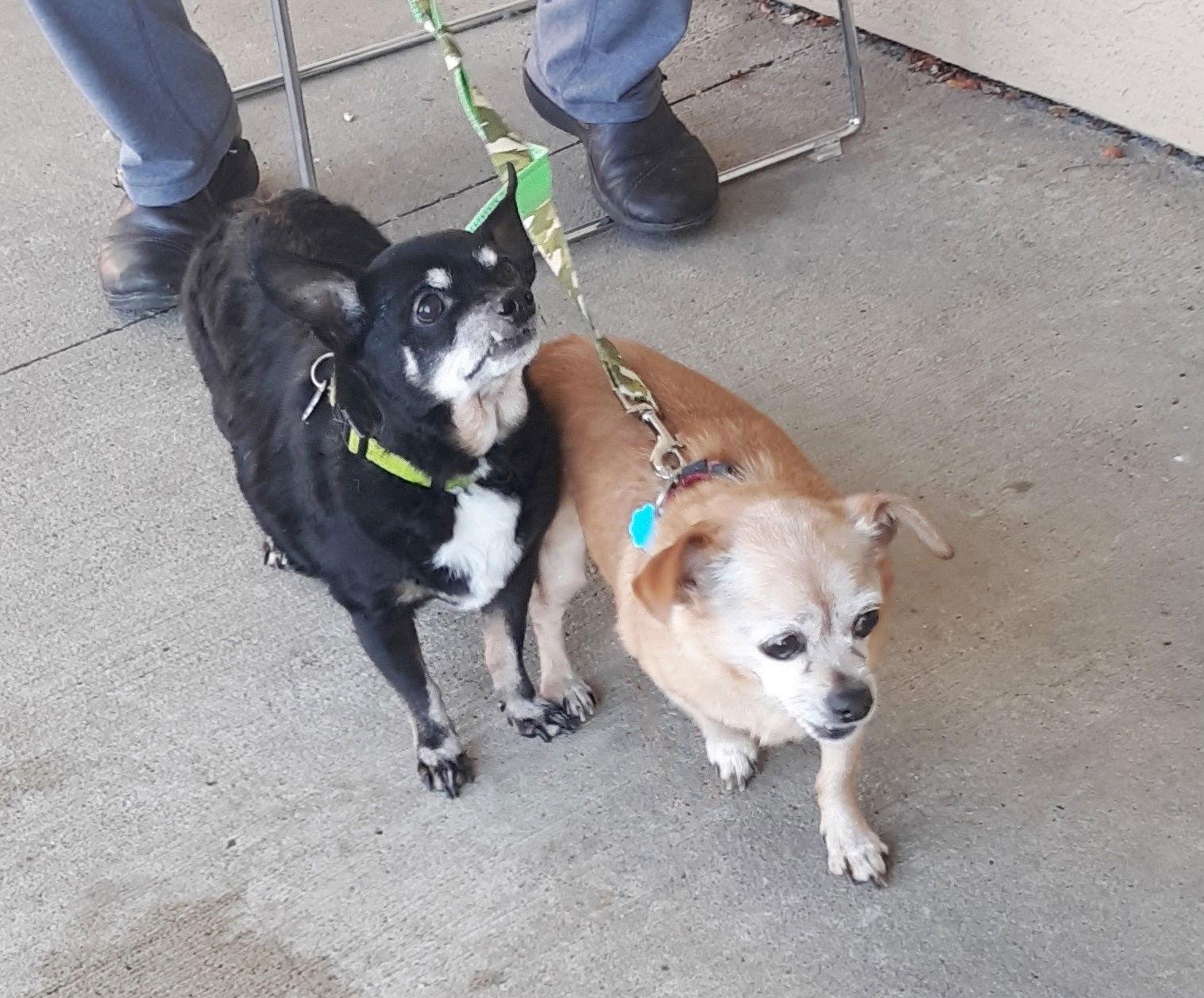 **Brutus and Po (bonded pair), a Adopted Chihuahua in Rootstown, OH image 1/3