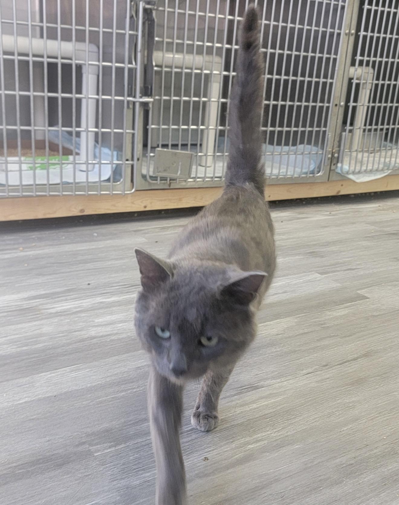 Enlarge Cannon, a ADOPTABLE Domestic Short Hair in Fertile, MN image 2/3