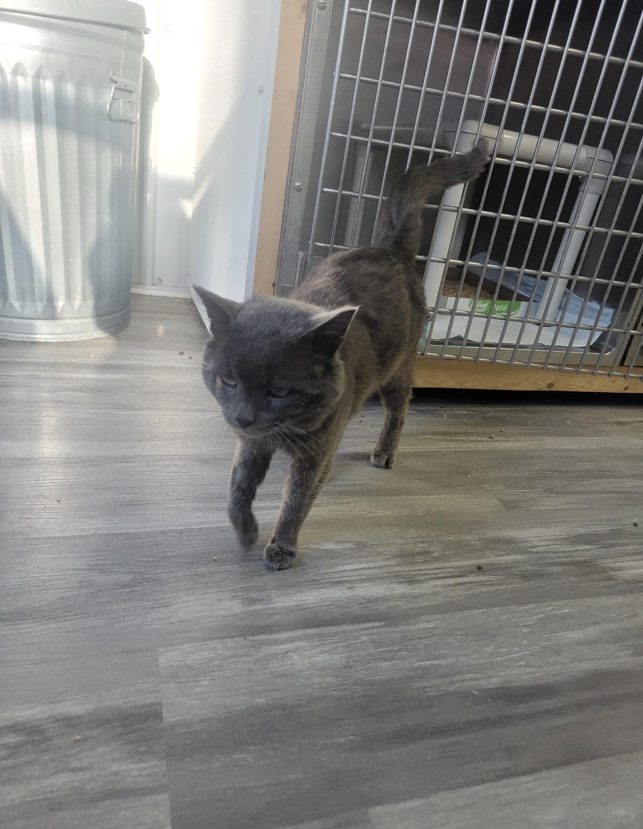 Enlarge Cannon, a ADOPTABLE Domestic Short Hair in Fertile, MN image 1/3